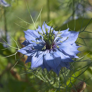 plant black seed oil Black Cumin Seed Oil – Ocean Therapy Potions