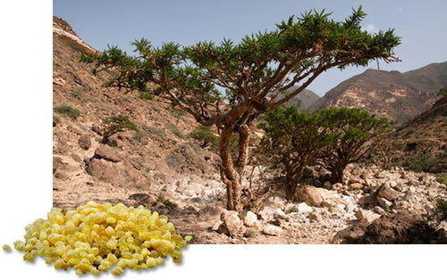 Frankincense (Carterii) Essential Oil